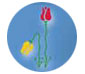 Pancyprian Thalassaemia